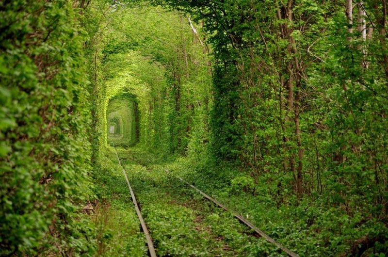 beautiful-trees-tunnel